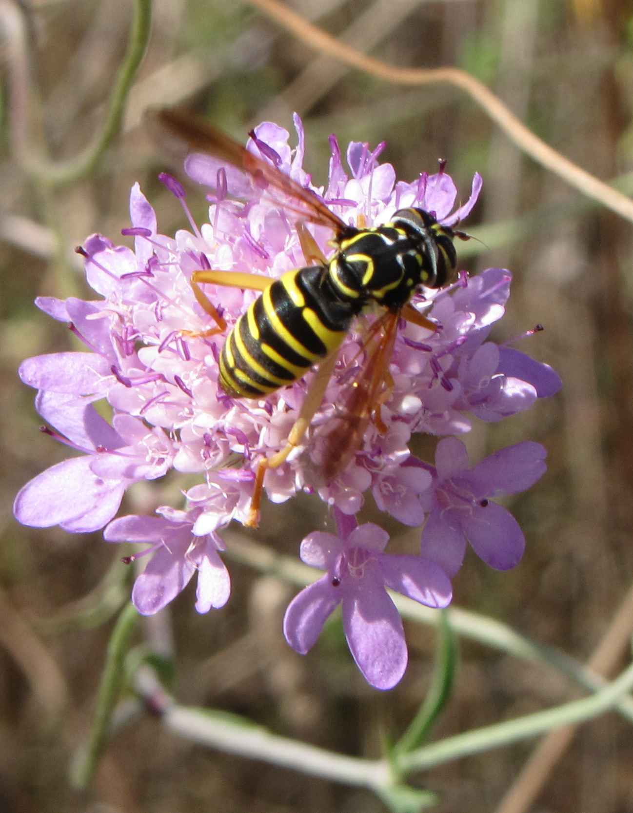 Spilomyia saltuum ♀ (Syrphidae)